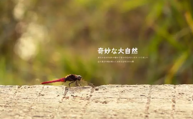 简历模板